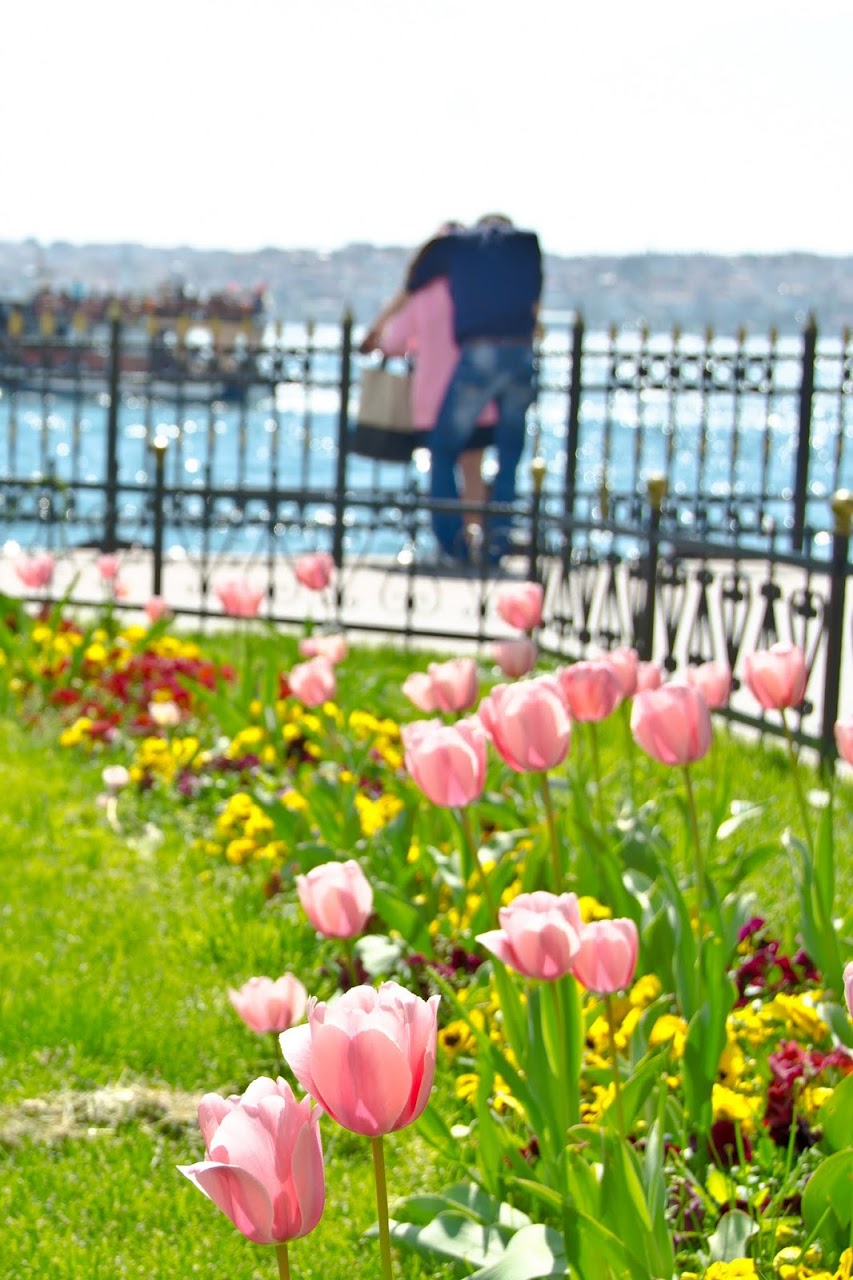 Pink tulips and a couple in Istanbul