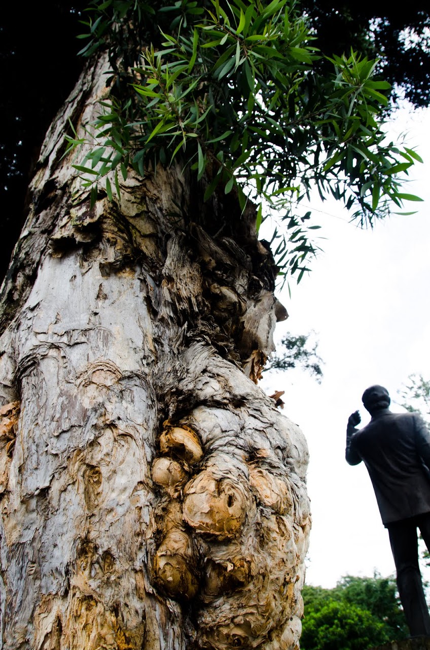 Cork tree at Parque Morazon