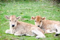 Cows in Bulgaria