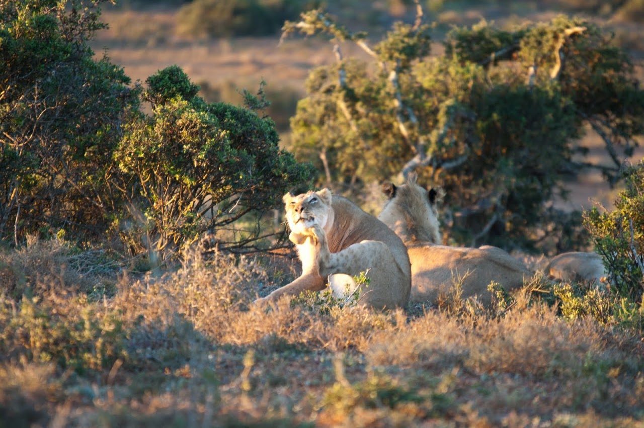 Lioness at Addo