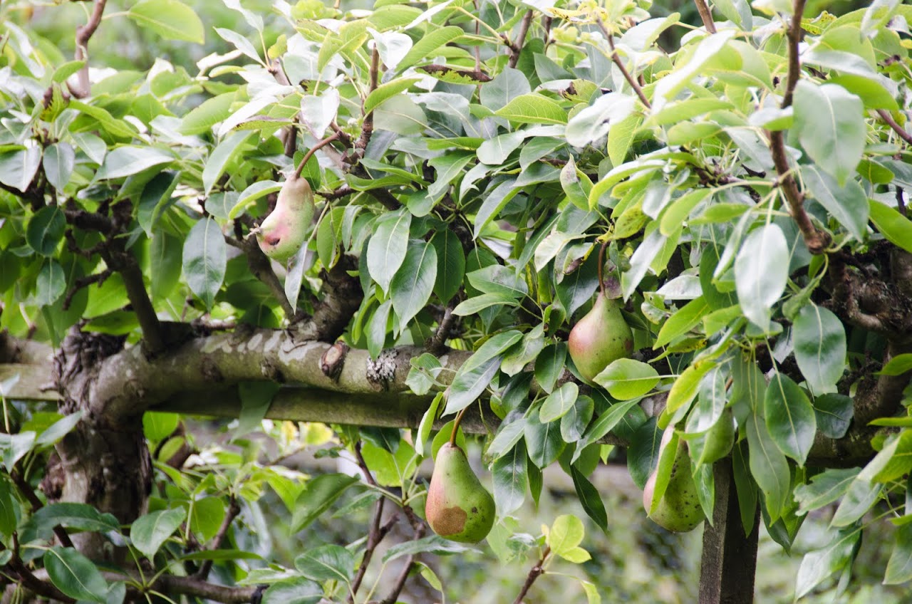 Pears
