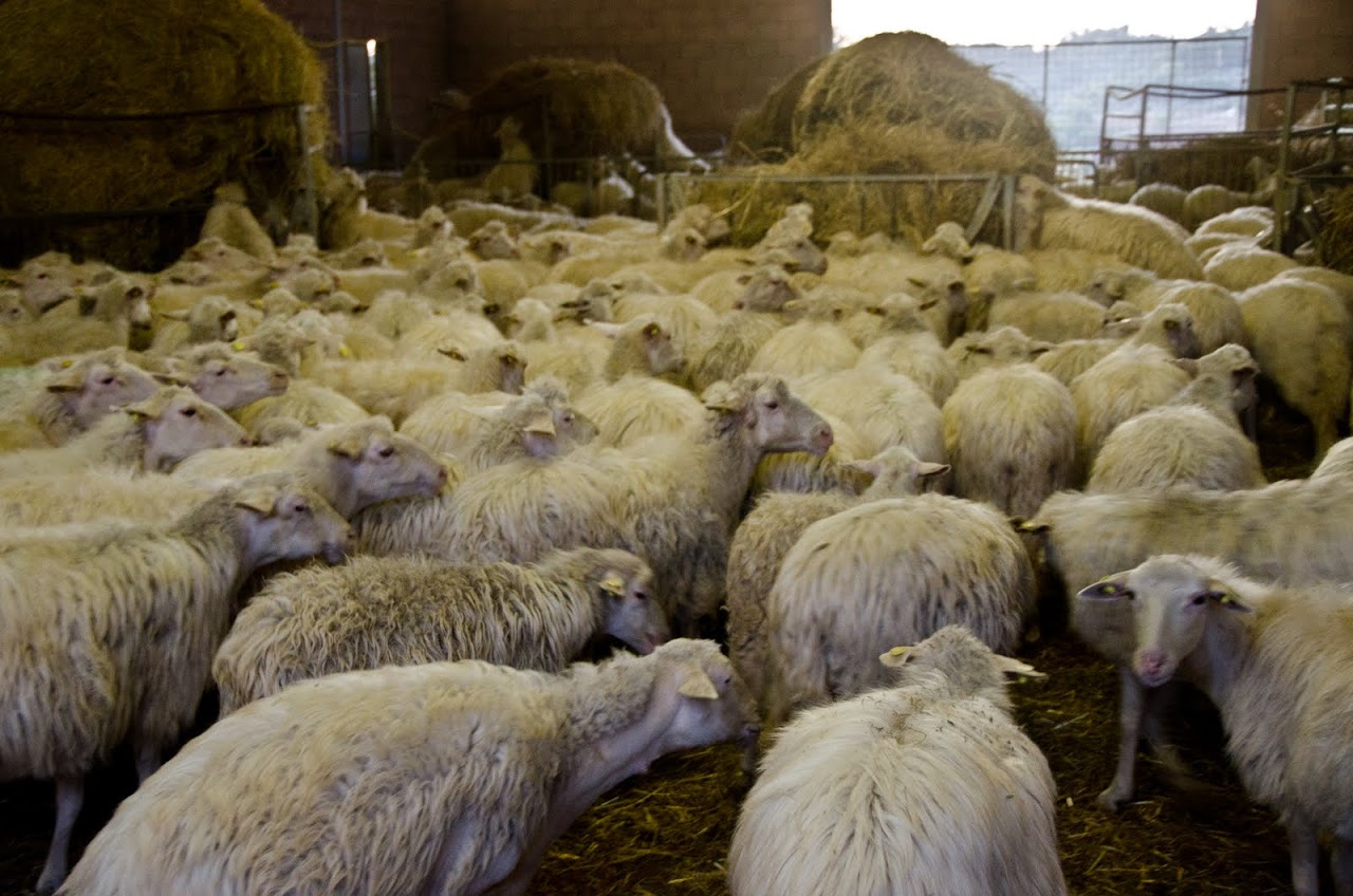 Sheep Radicondoli