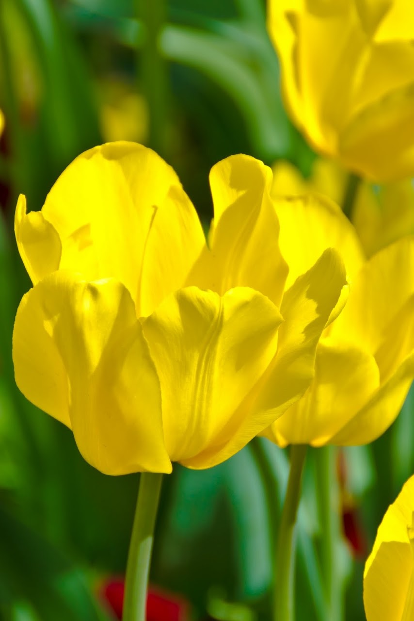 Istanbul yellow tulip