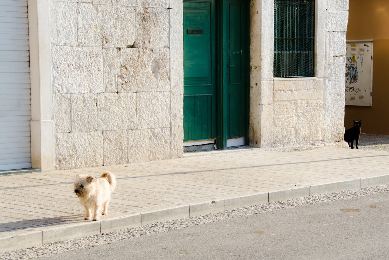 Cat looking at a dog in Rovinj