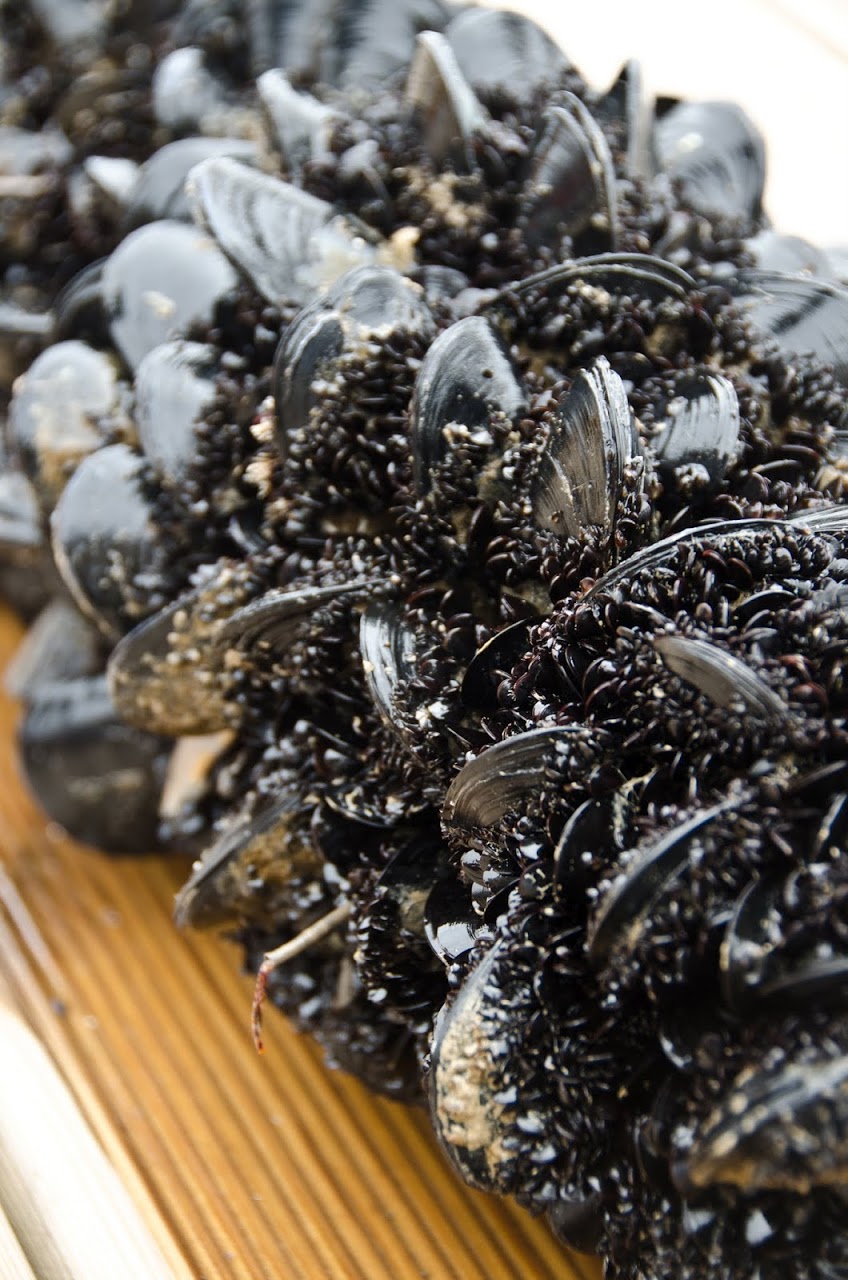 Mussels on the Delta de l'Ebre