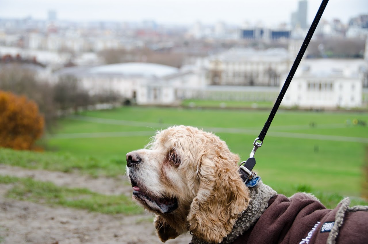 Chewy with London skyline in the background