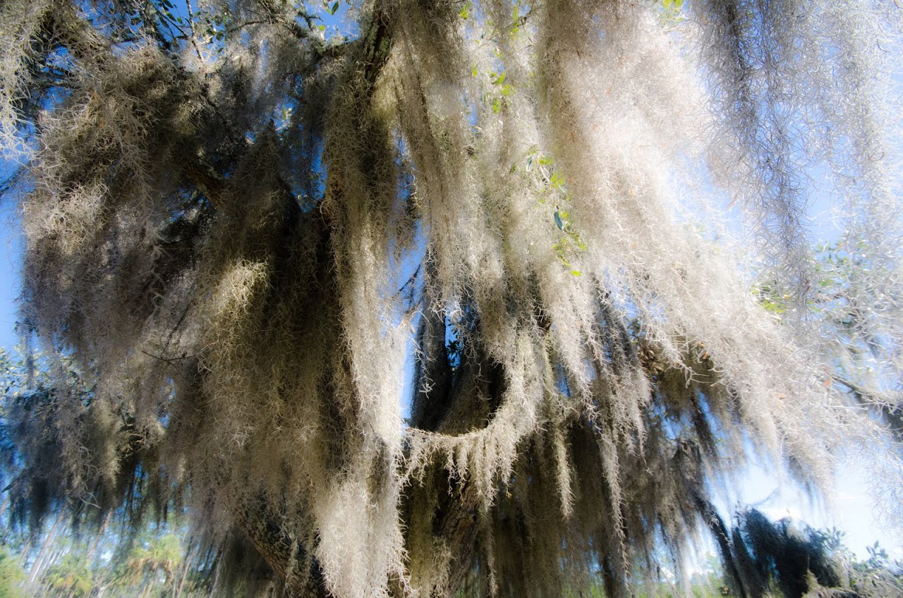 Spanish moss