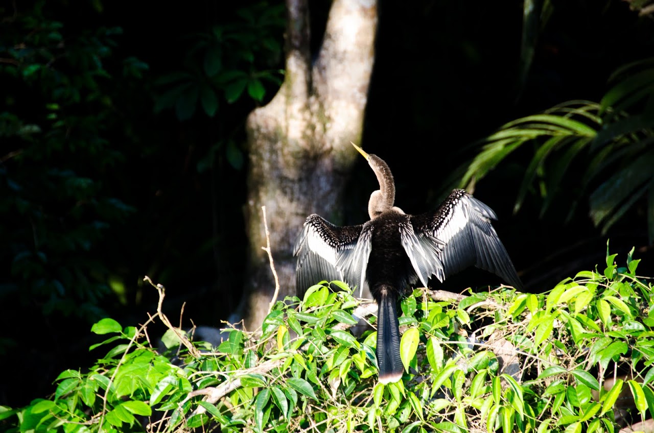 Bird at Tortuguero National Park