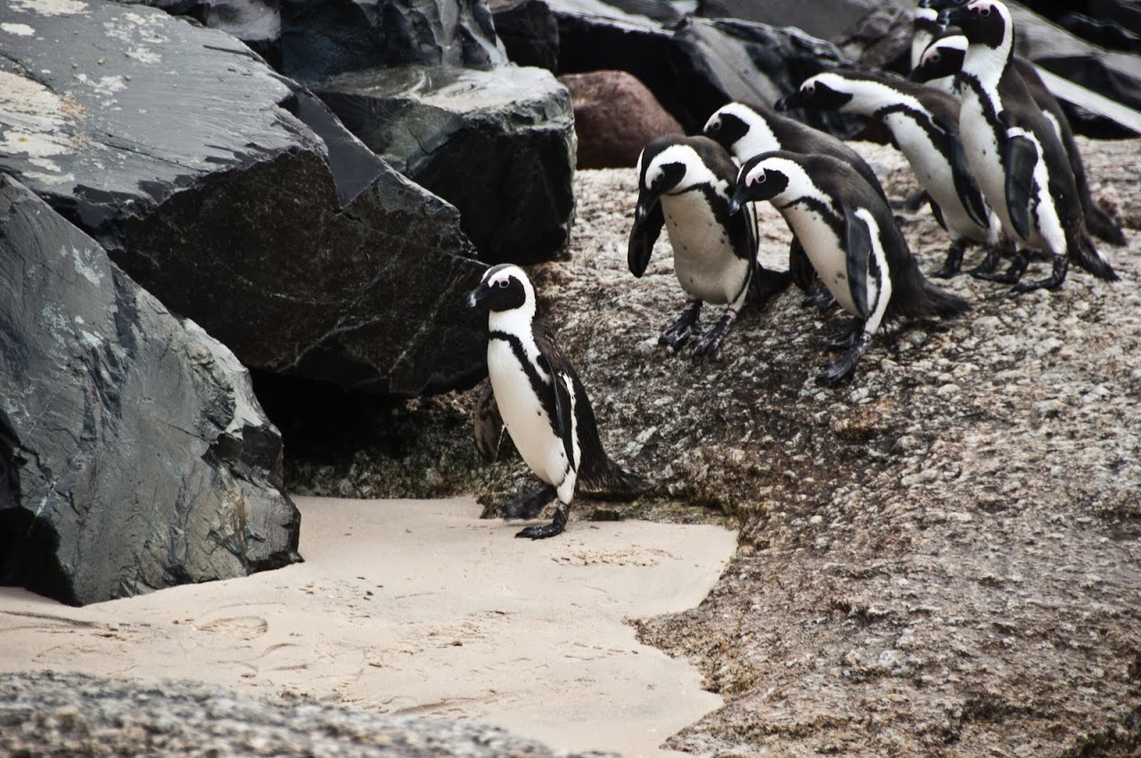 Walking penguins at Boulders Beach