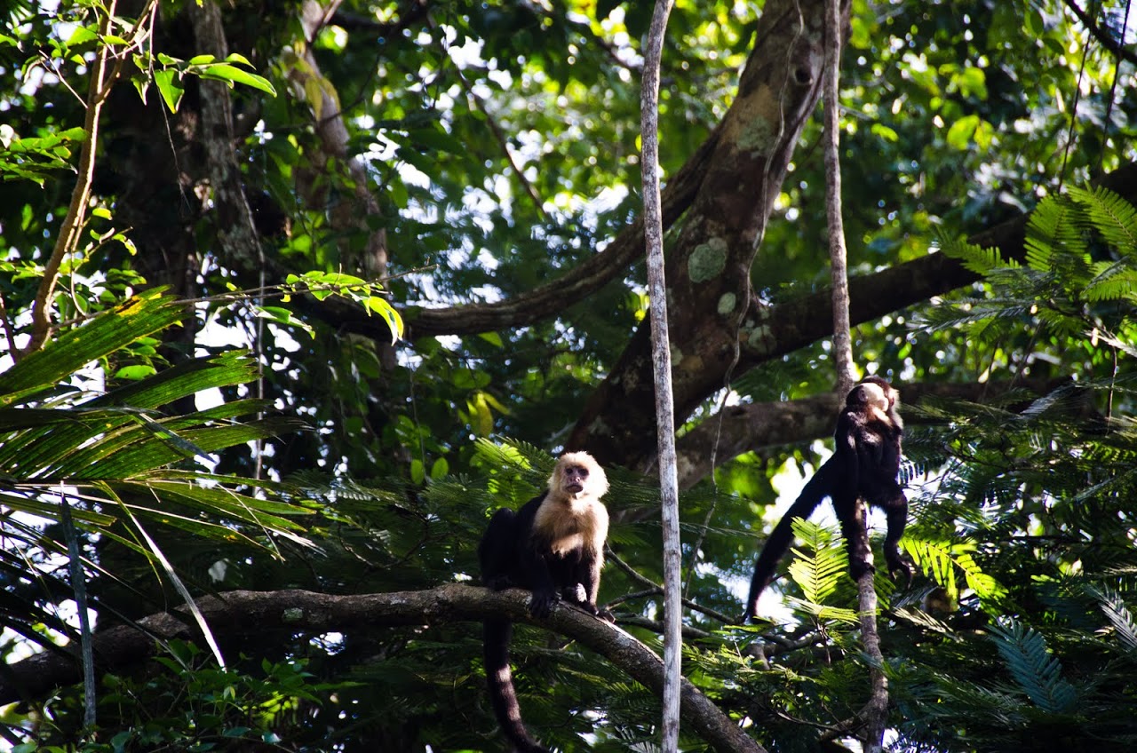 White-faced capuchin