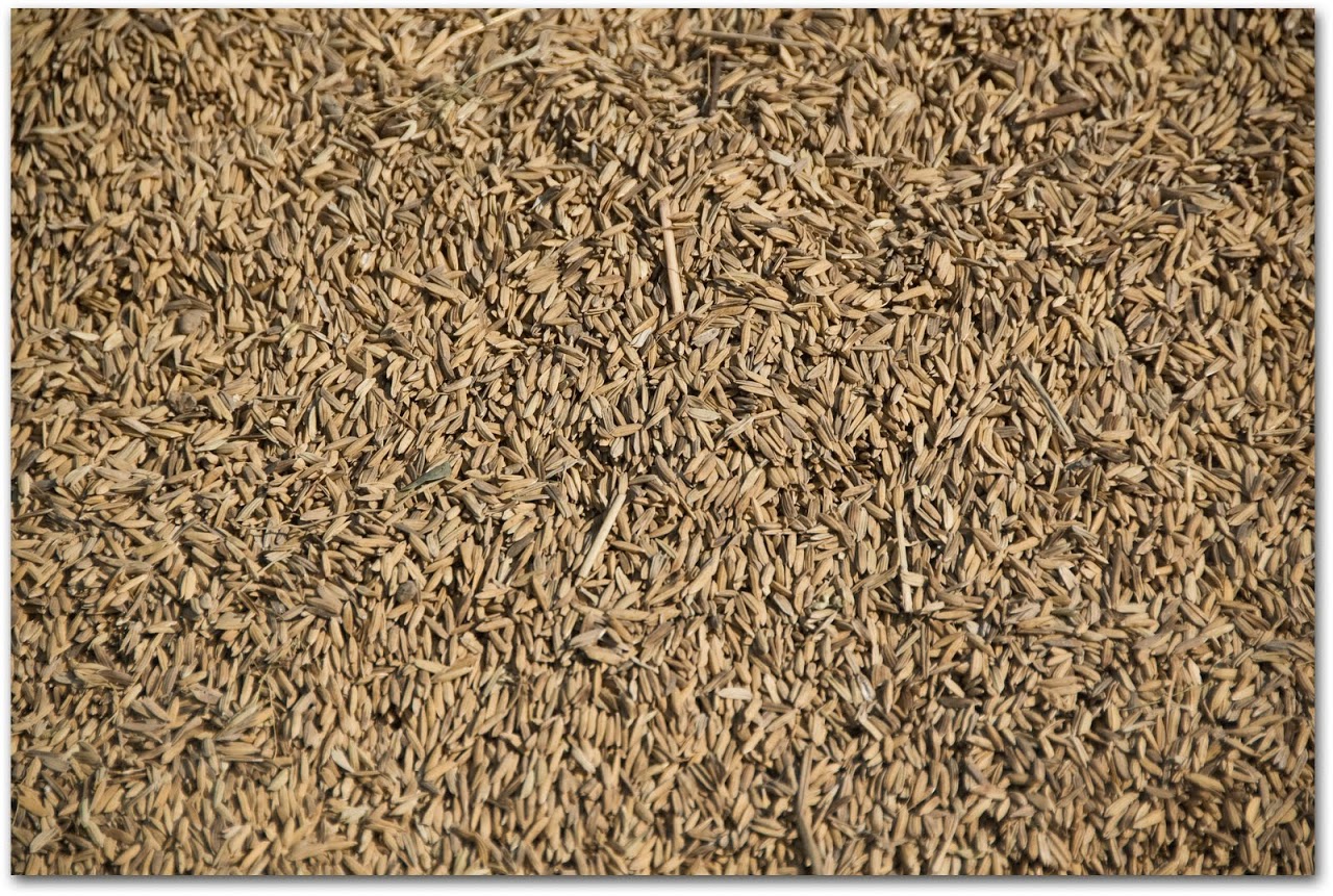 Dried rice kernels