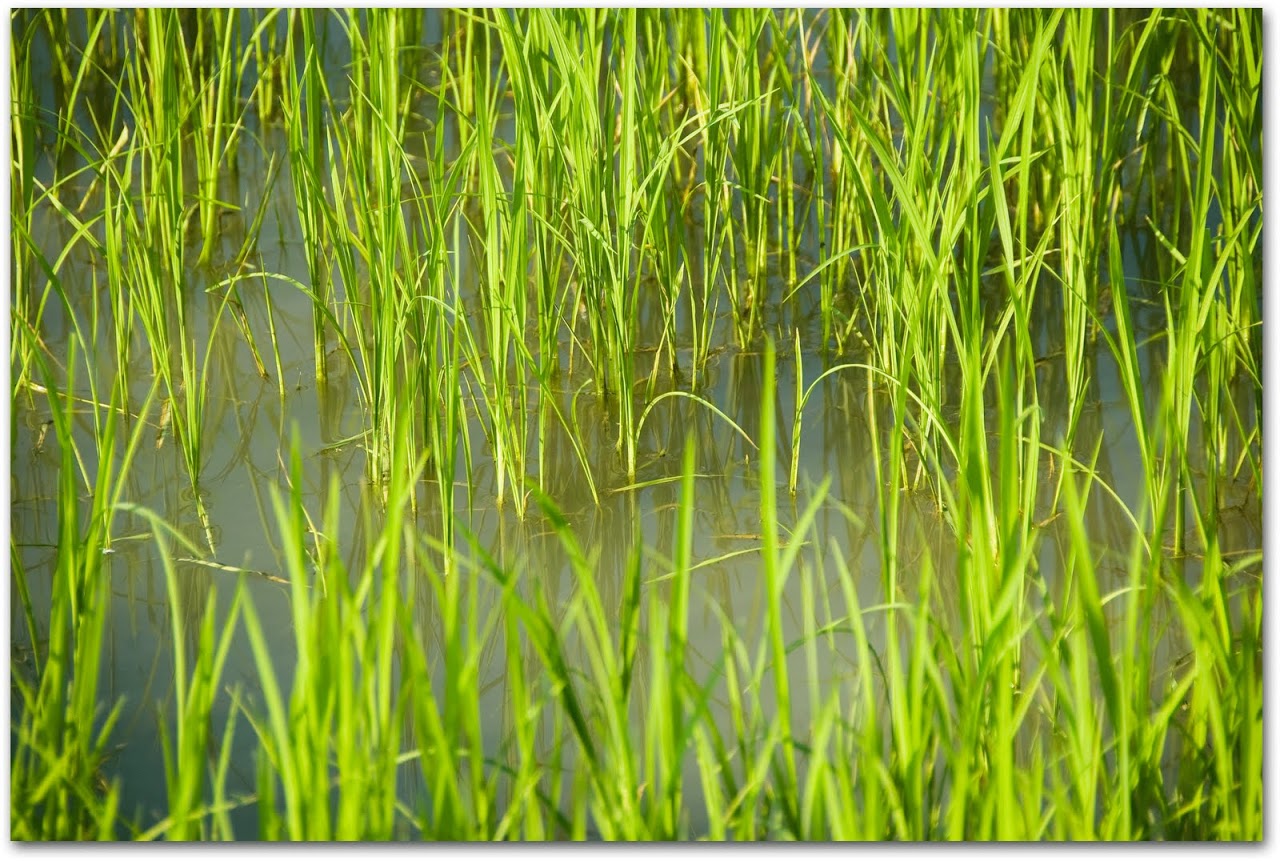 Rice in rice field