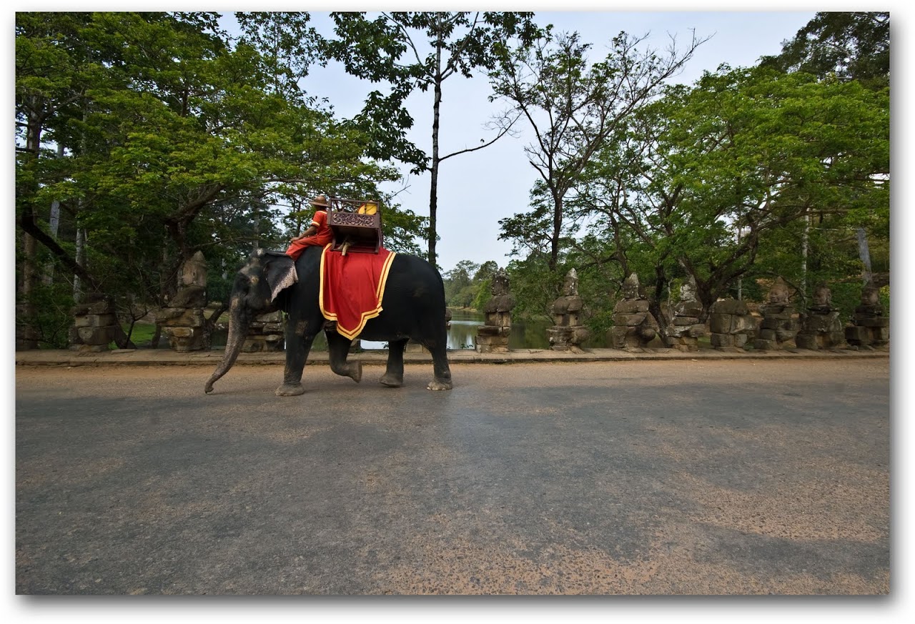 Elephant walking past South Gate