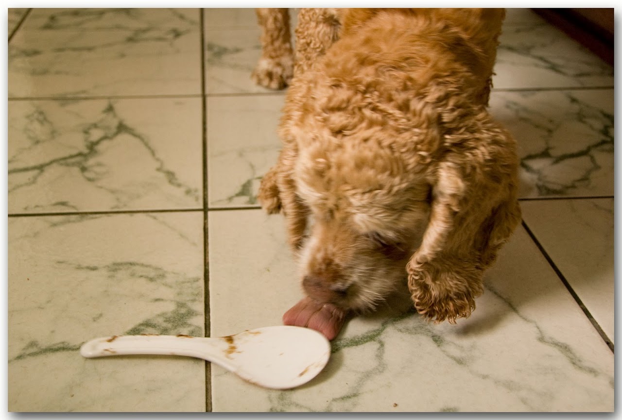 Dog licking spoon