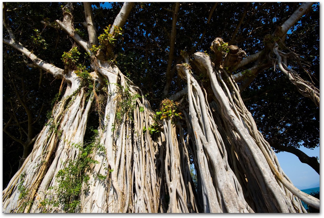 Banyan tree on Magnetic Island