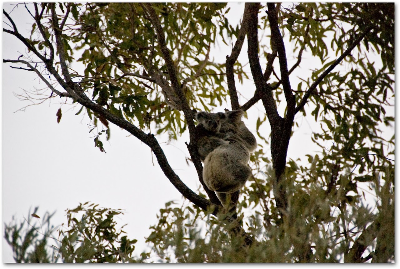 Baby koala with mother in tree on Magnetic Island