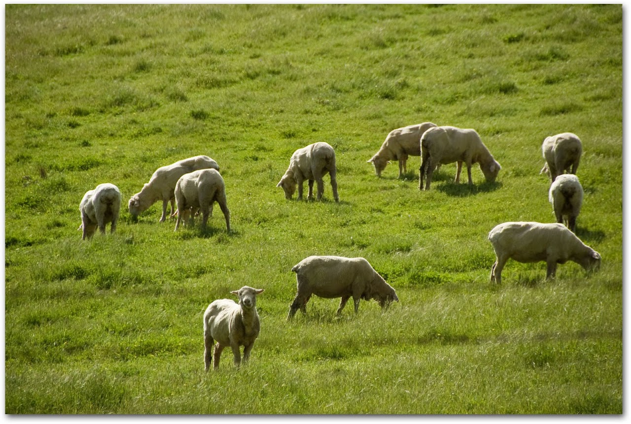Sheep in Barossa Valley