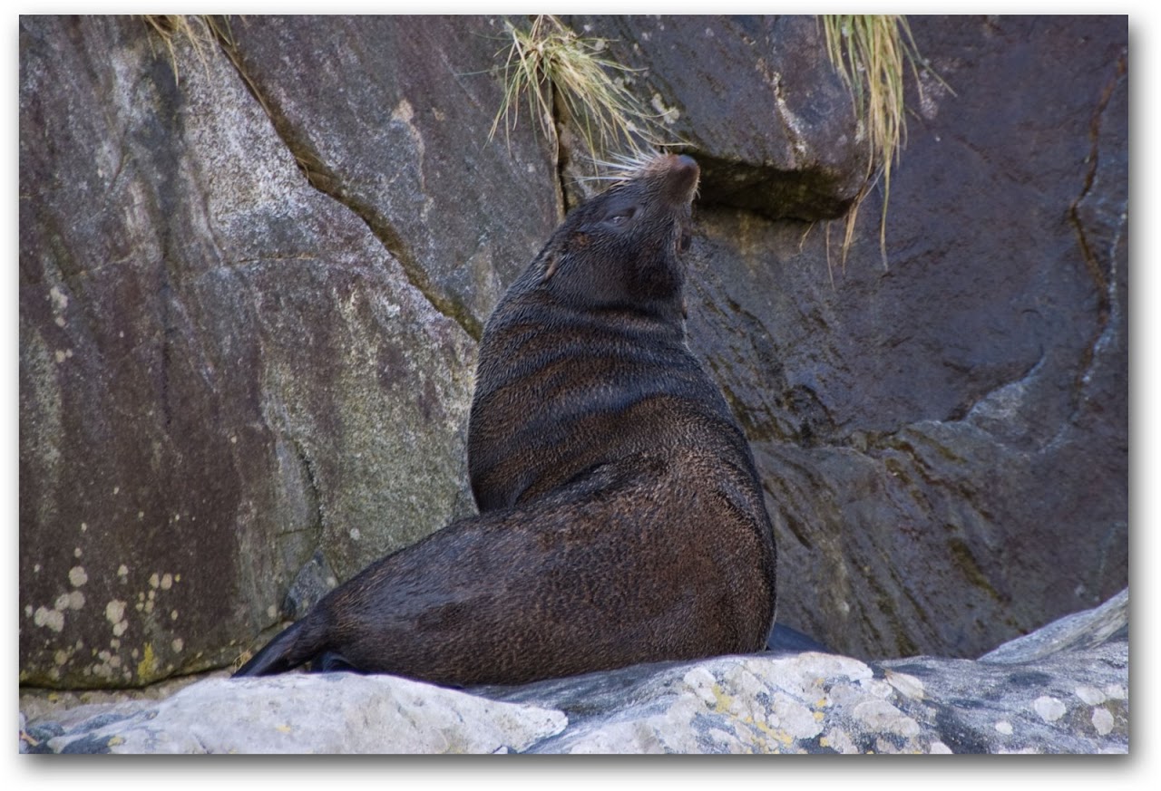 Seals at Milford Sound