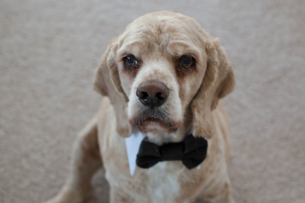 Chewy in his bow tie