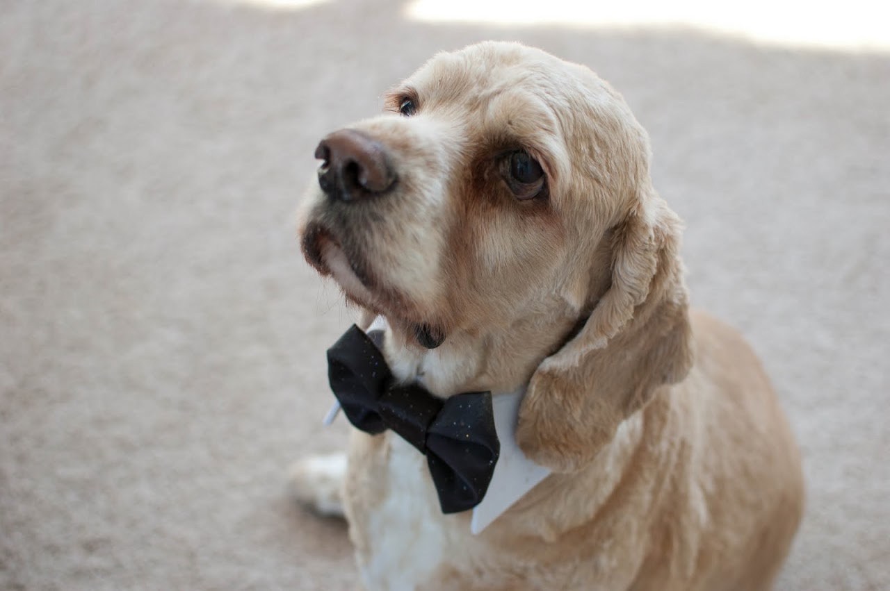 Chewy in his bowtie