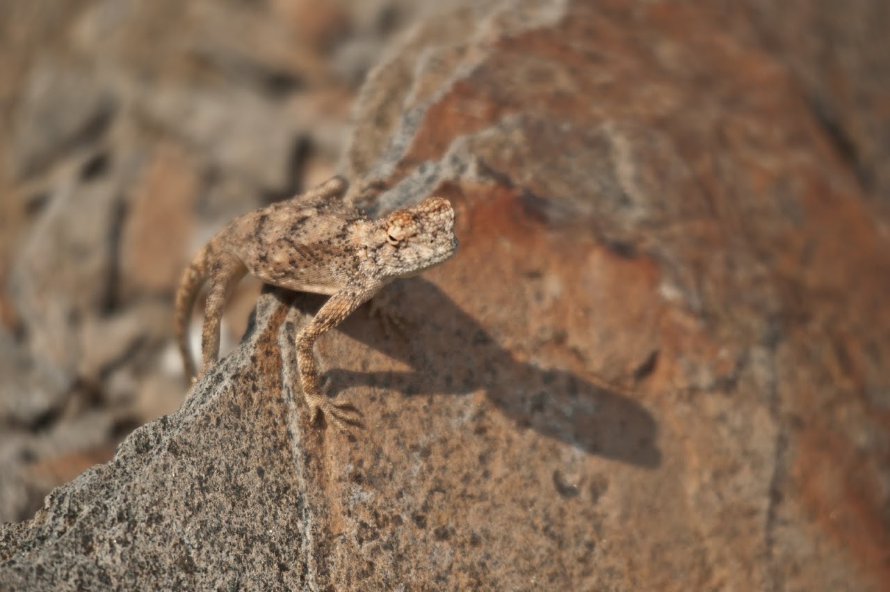Lizard in Namibia