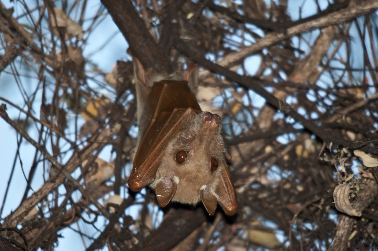 Bat at base camp Okavango