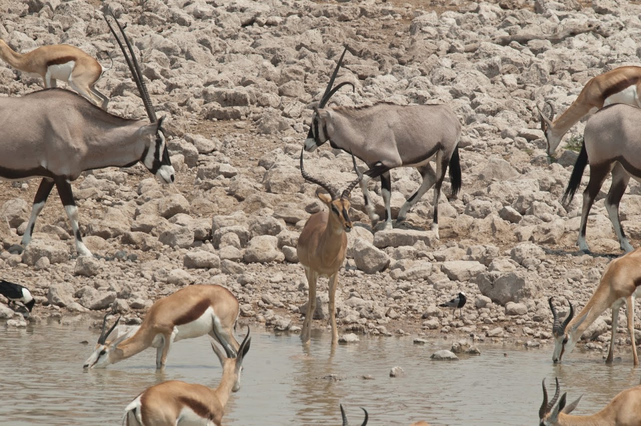 Impala and oryx at watering hole