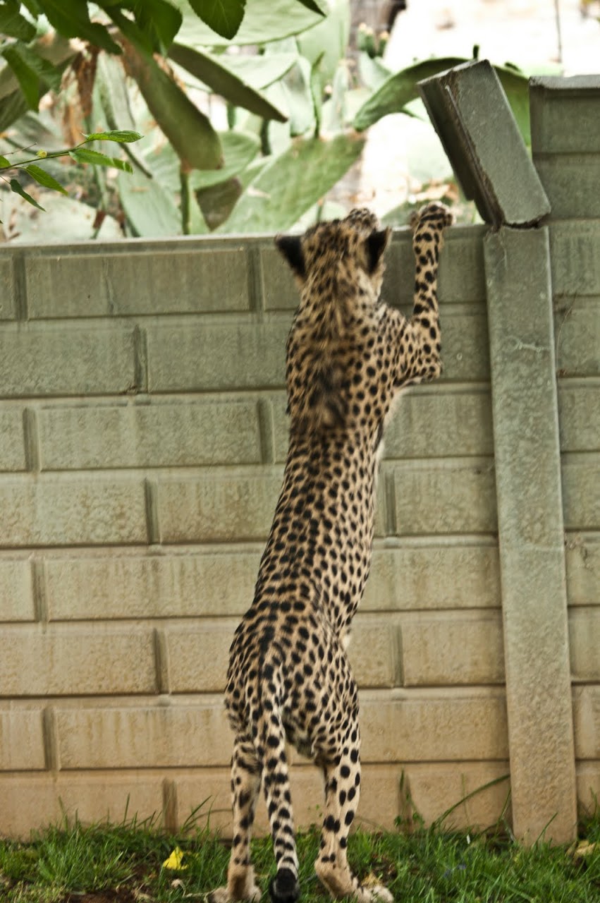 Cheetah leaping onto wall