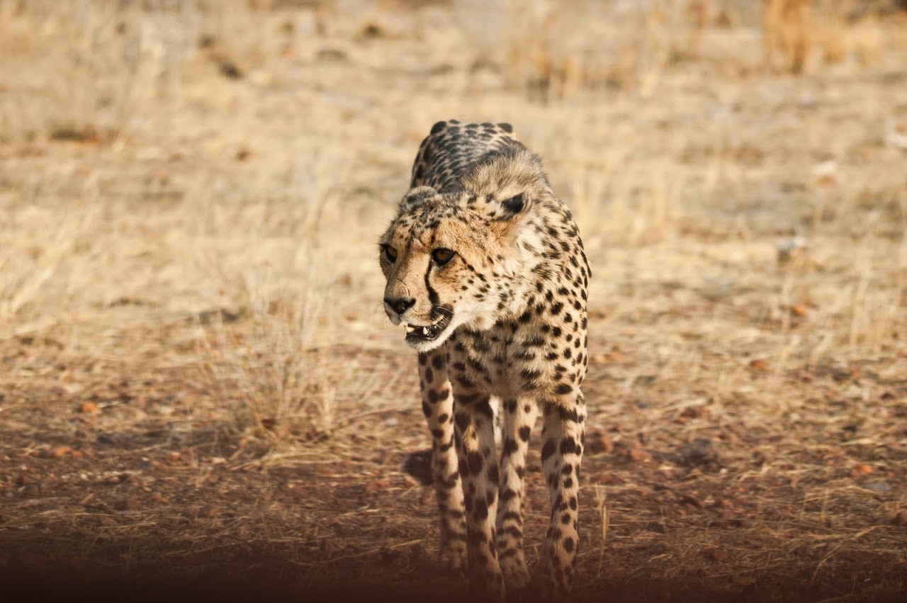 Cheetah coming for dinner