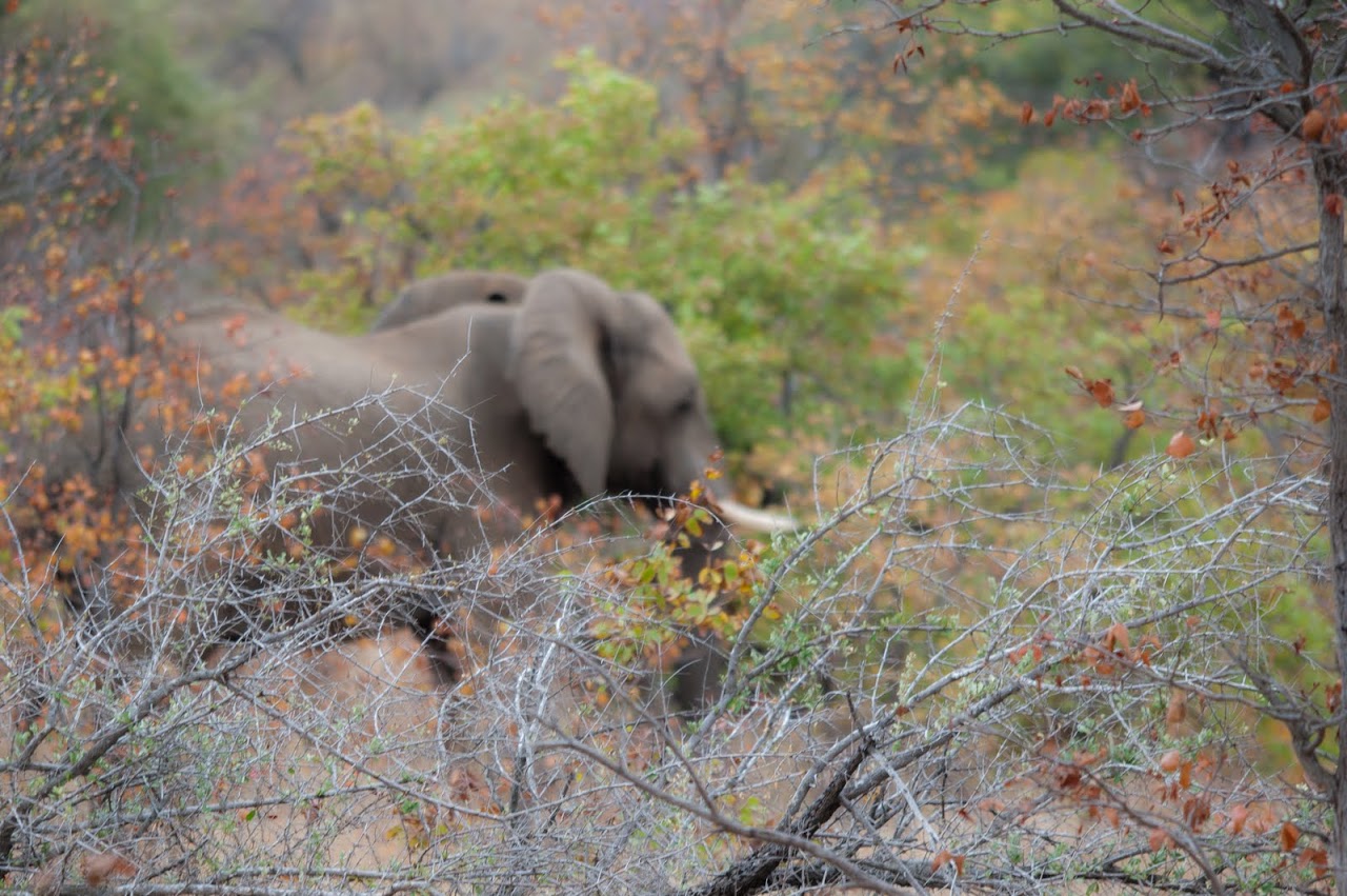 Bull elephant through the trees