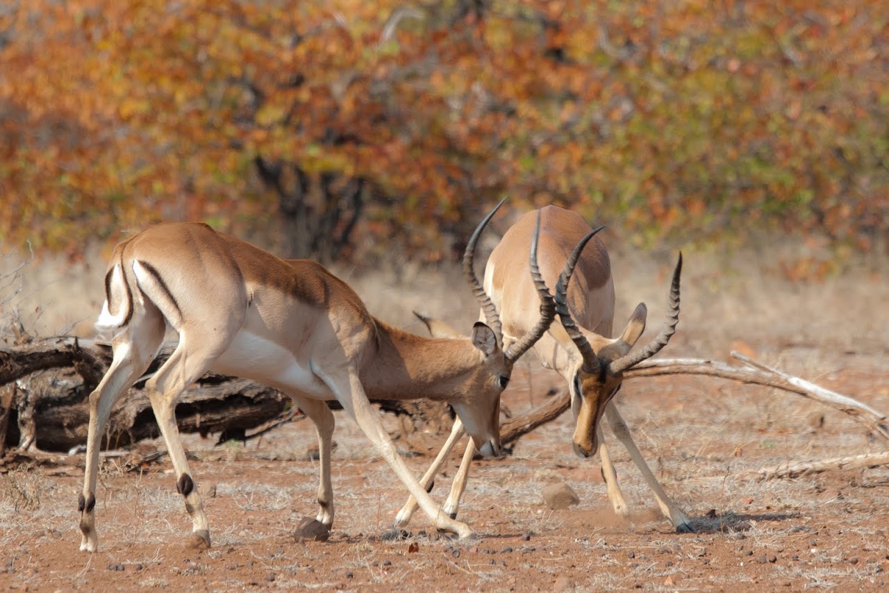 Impala fighting in the morning