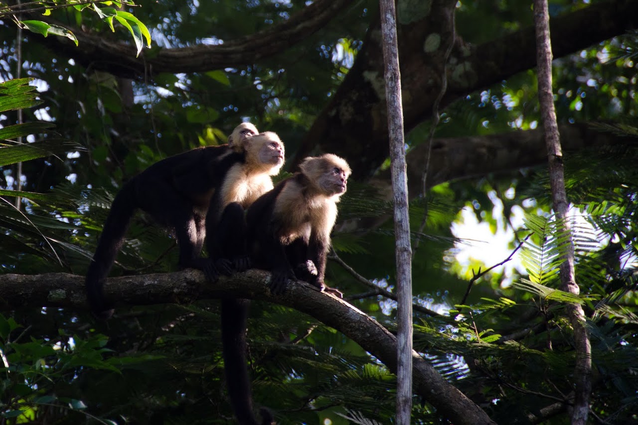 White-faced capuchin monkeys