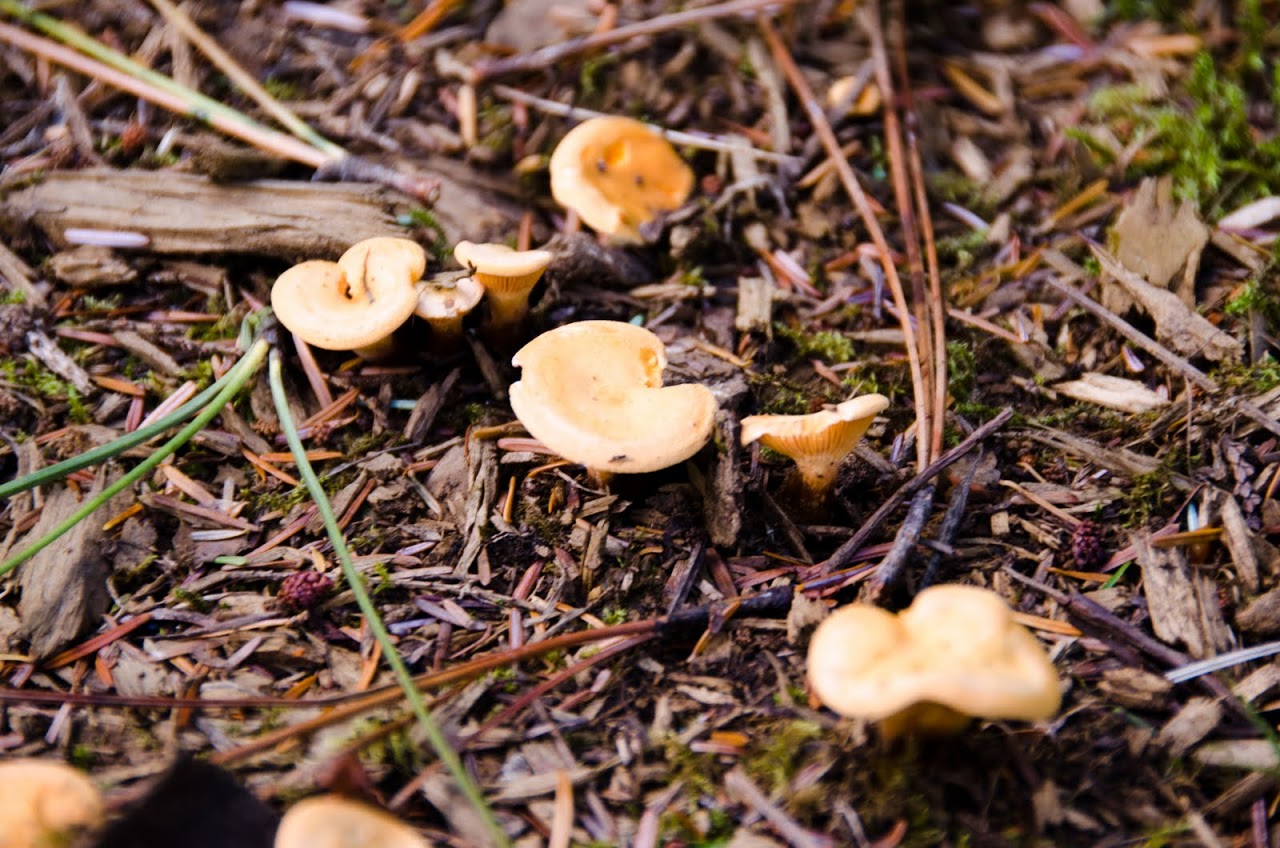 Mushrooms in Westonbirt Arboretum