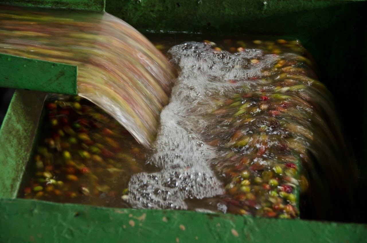 Coffee berries rinsed