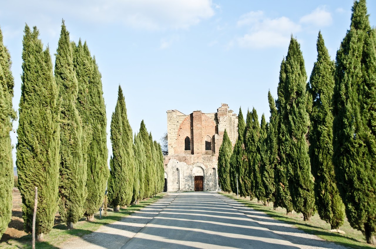 Cypress trees on the path to the Abbey of San Galgano