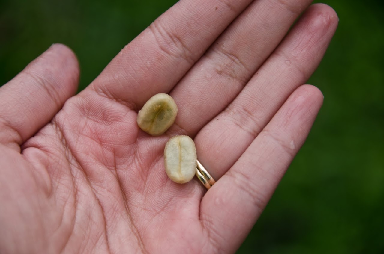 Coffee bean undried