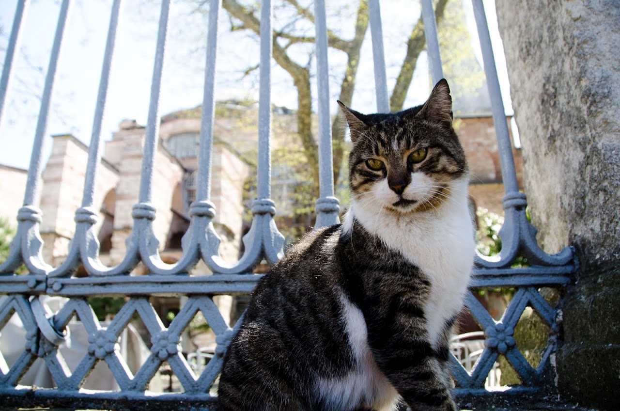 Cat in front of Hagia Sophia