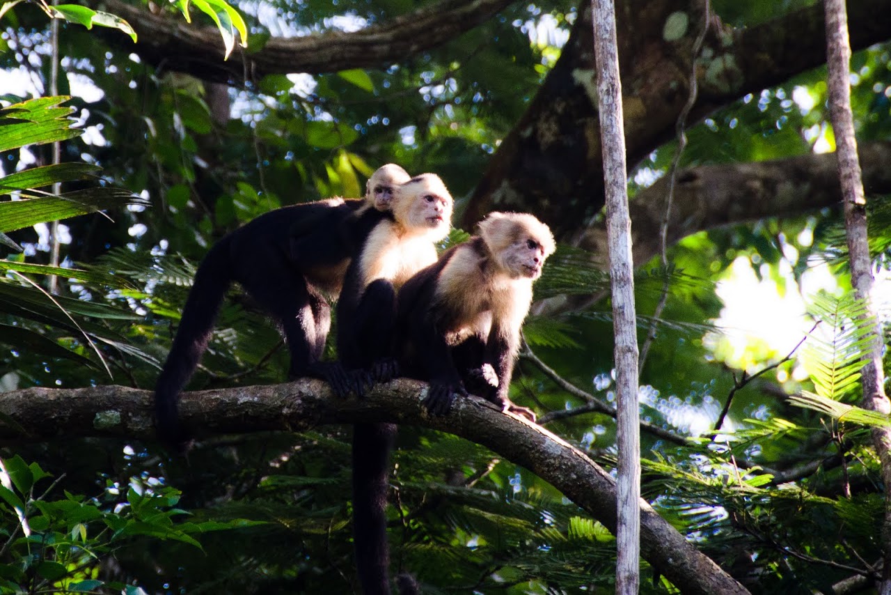 White-faced baboons