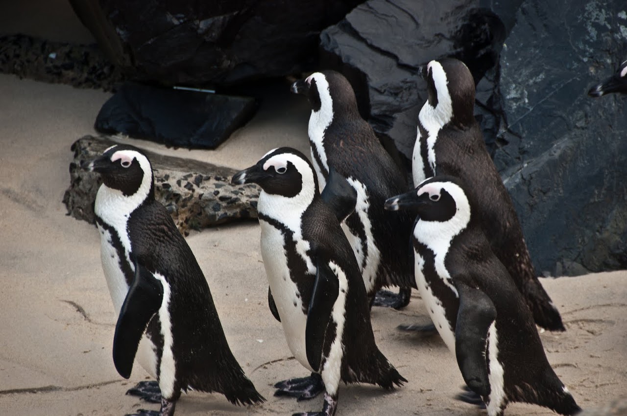 Penguins at Boulder Beach