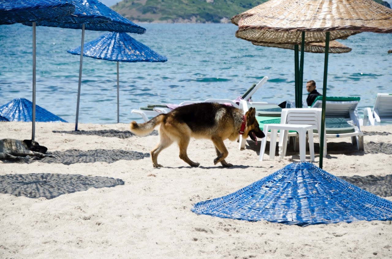 Dog at Bodrum beach