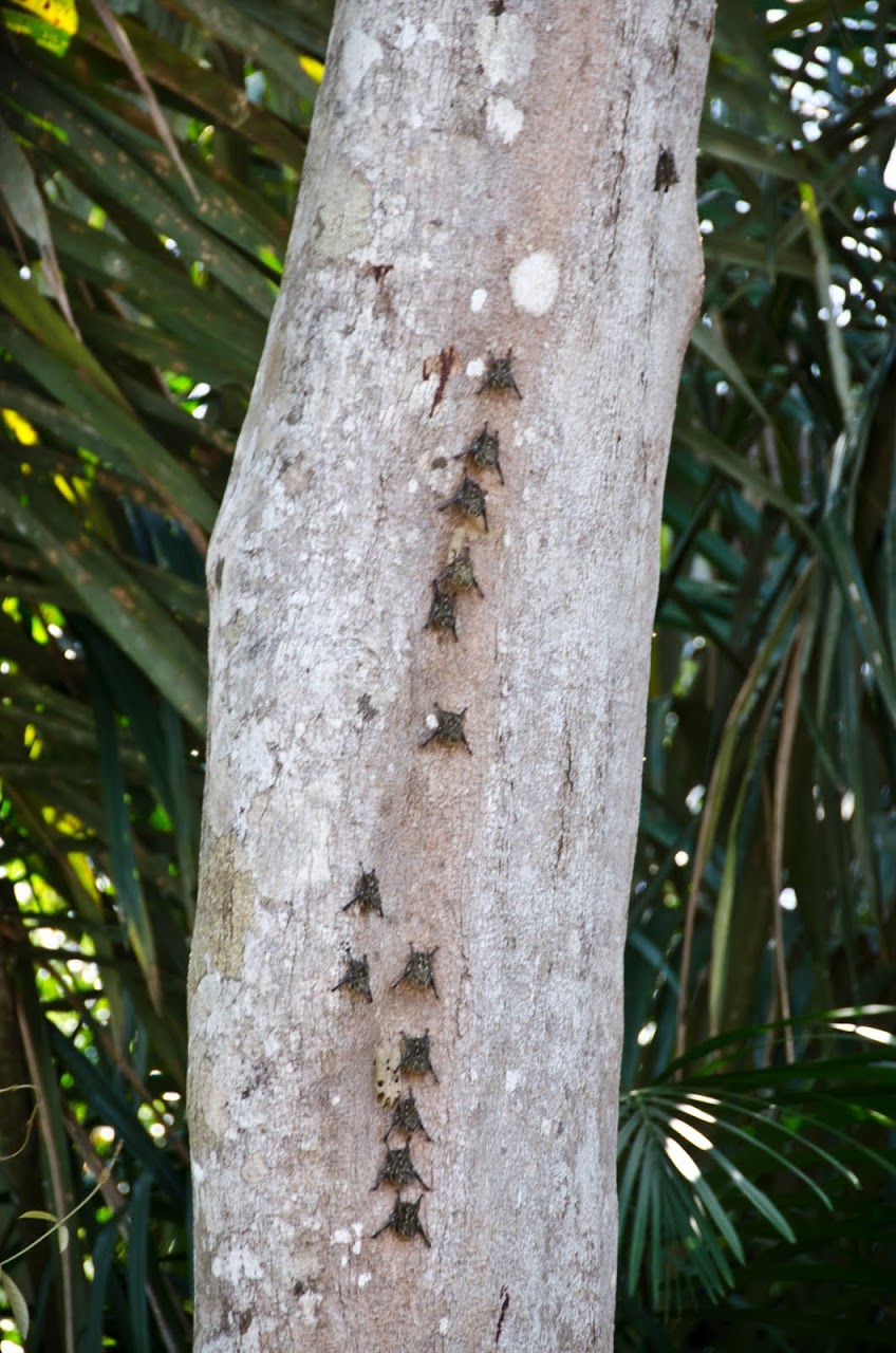 Bats in Costa Rica