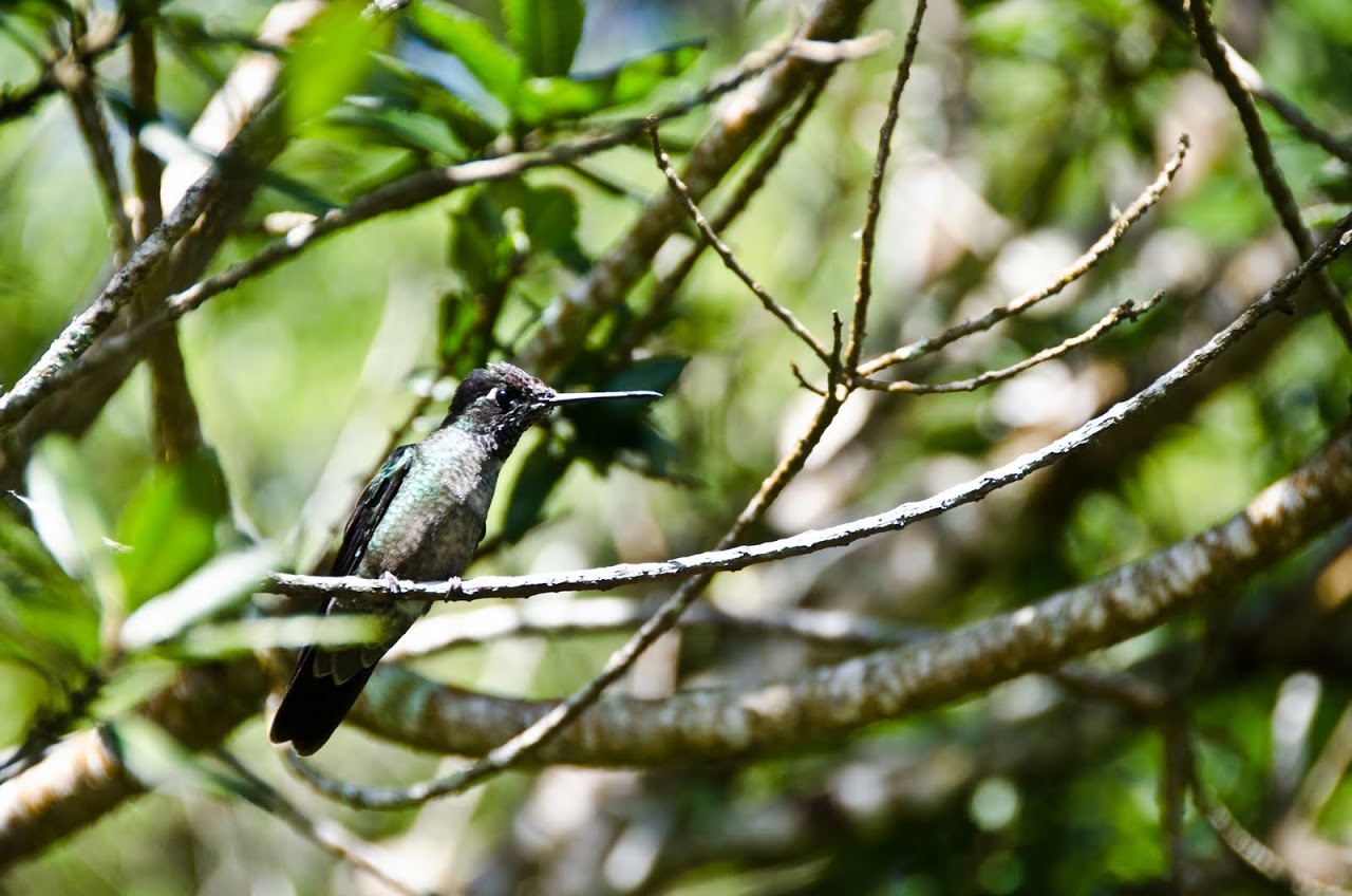 Hummingbird