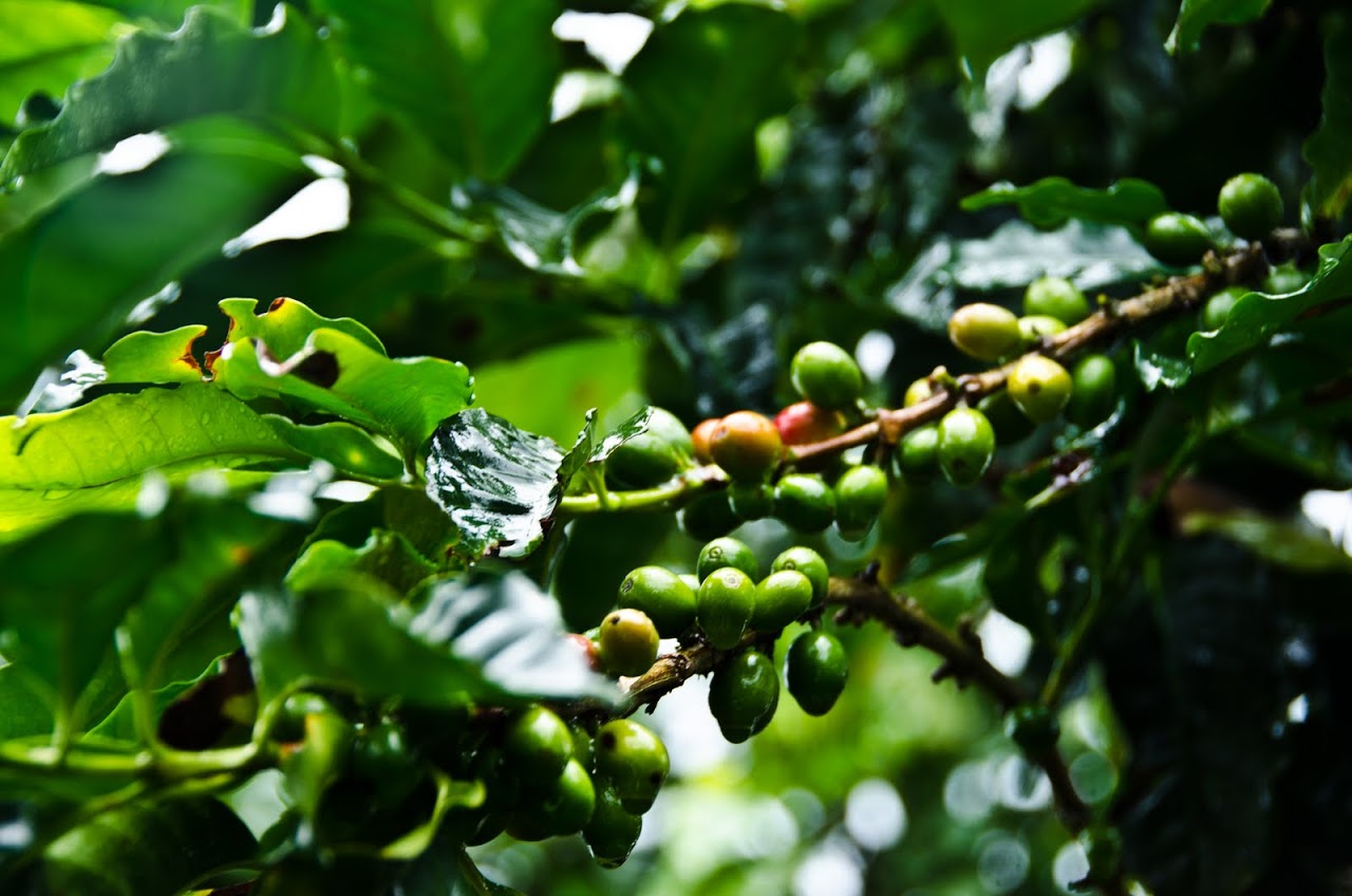 Coffee berries