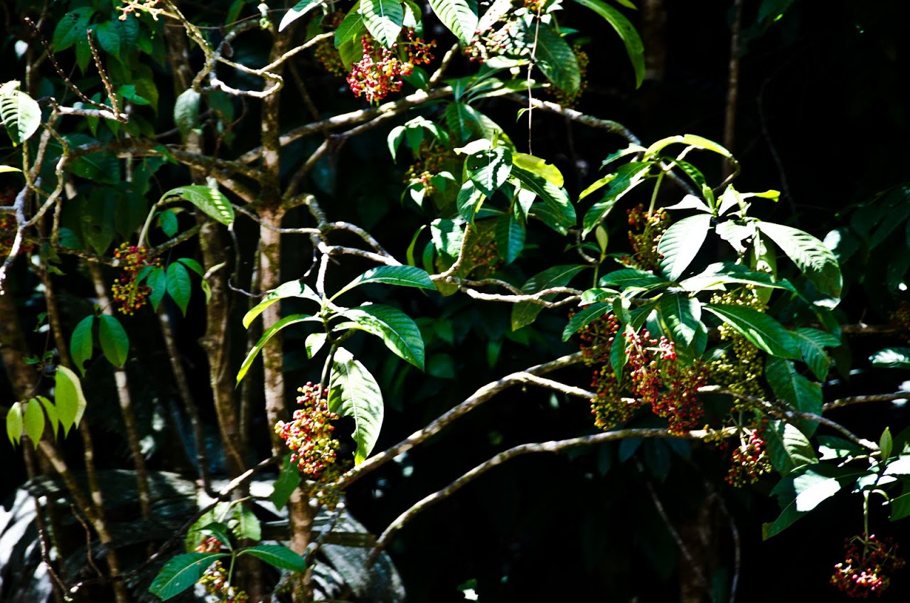 Tortuguero National Park