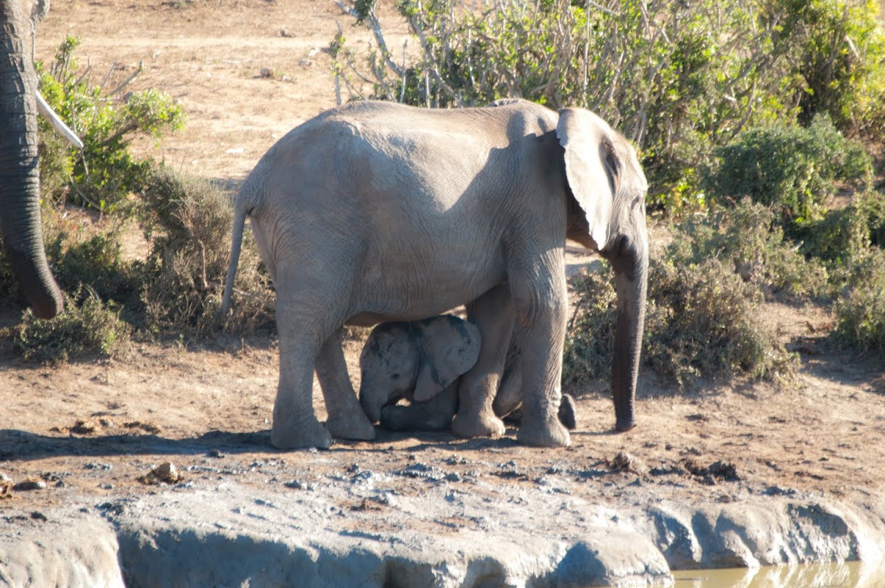 Elephant with baby at Addo