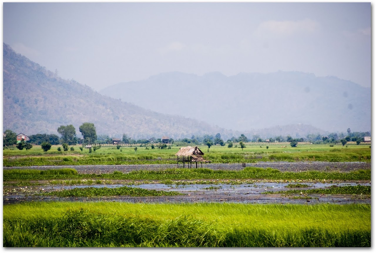 Rice fields Kompong Chhnang