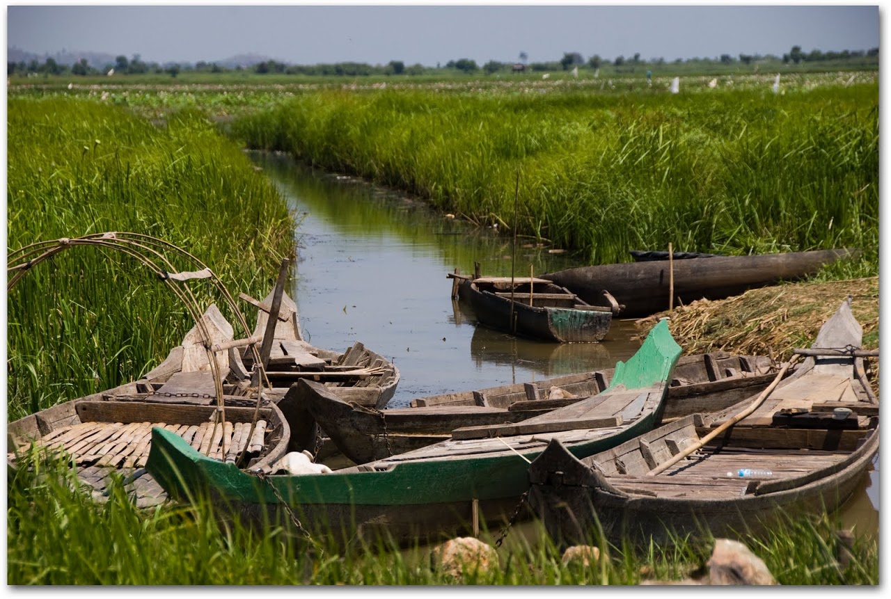Boats in rice fields