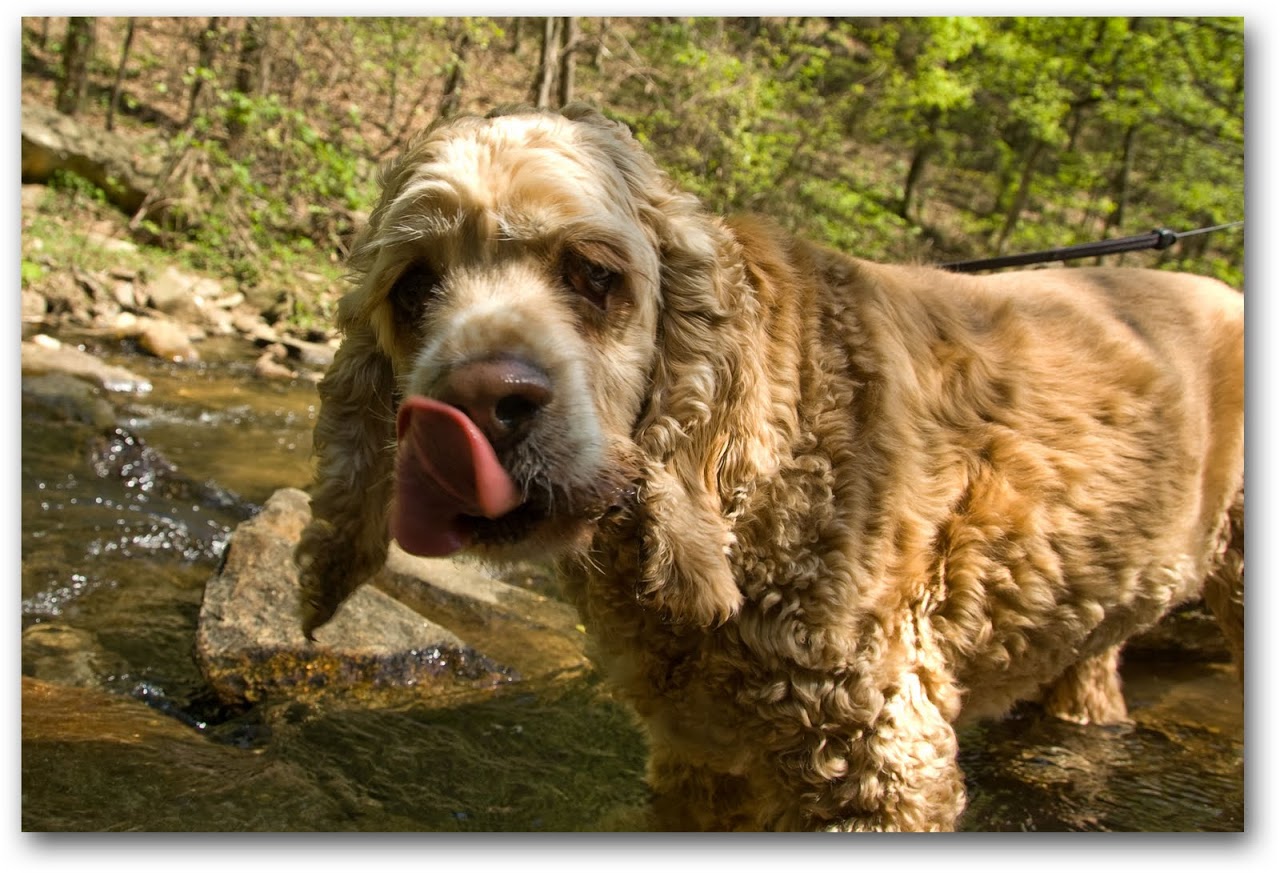 Chewy in the stream