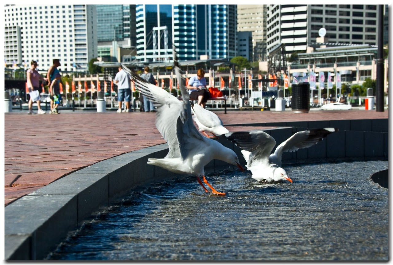 Seagulls in Darling Harbour fountain