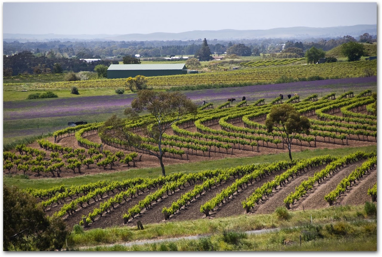 Barossa Valley overview